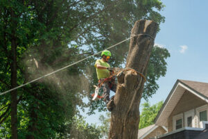 tree cutting